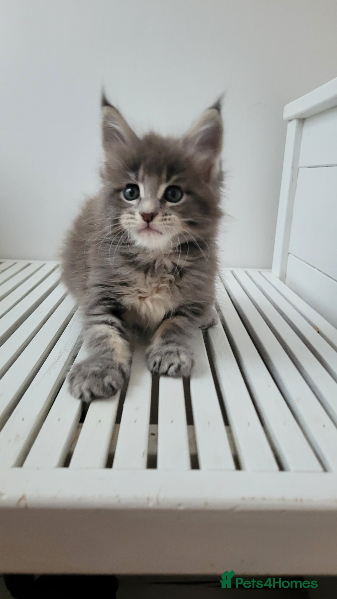 Maine Coon cats for sale: Tica registered maine coon kittens  - Image 5
