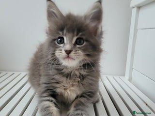 Maine Coon cats - Advert 13