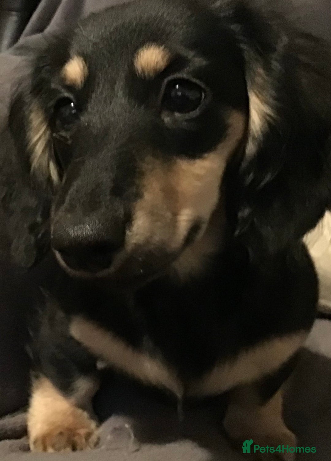 Miniature Dachshund dogs for sale: Beautiful KC miniature dachshund girl - Advert 3