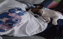 Mixed Breed dogs for sale: Bruno - Needs a New, Loving Home - Image 16