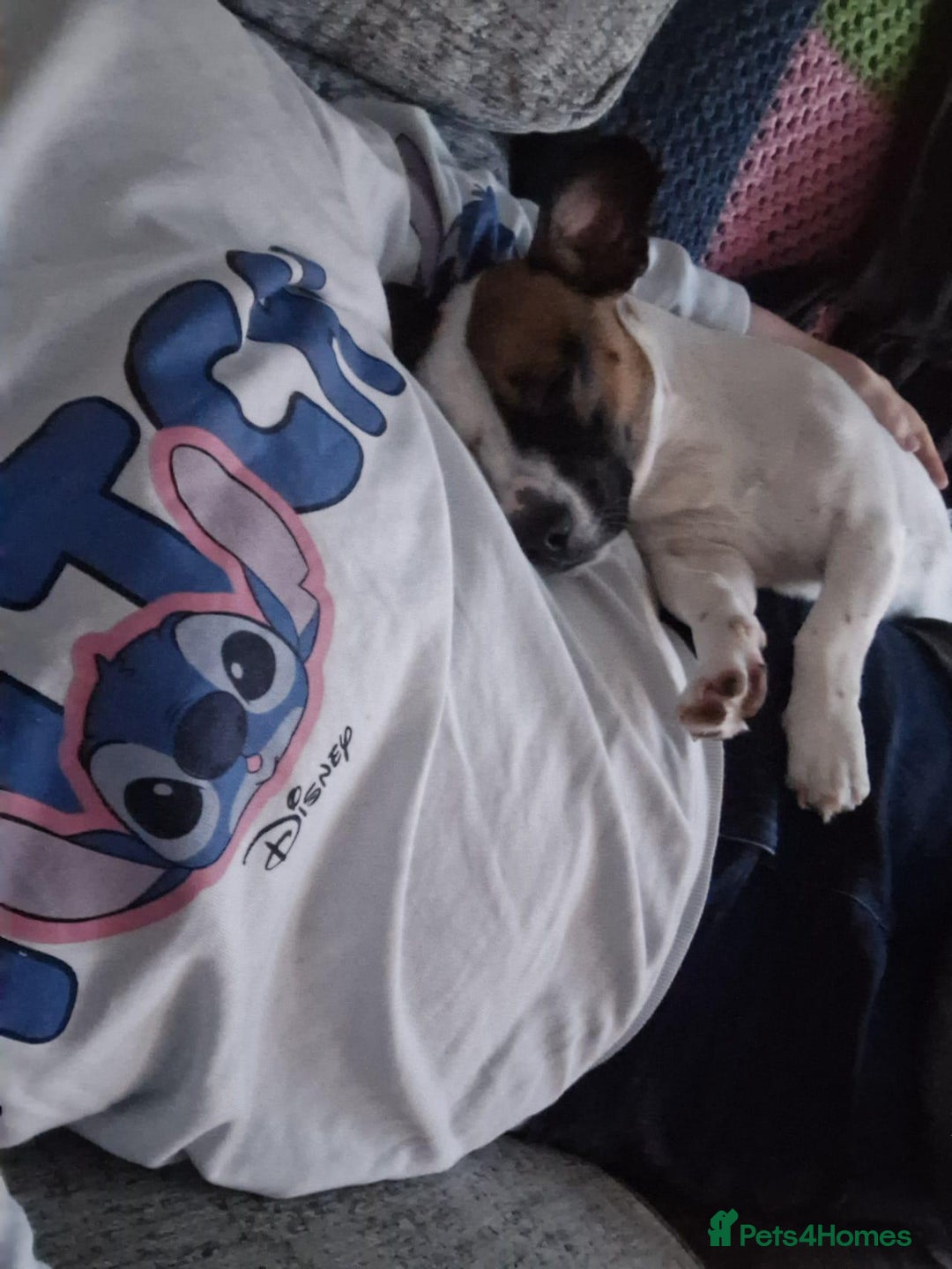 Mixed Breed dogs for sale: Bruno - Needs a New, Loving Home - Image 16