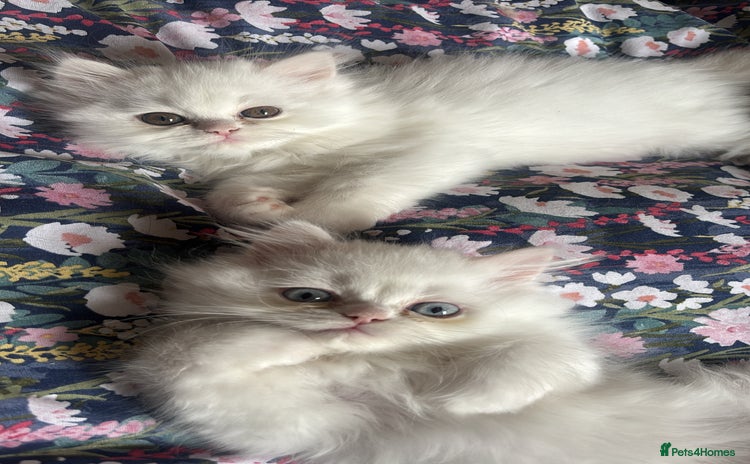 Persian cats - Advert 10