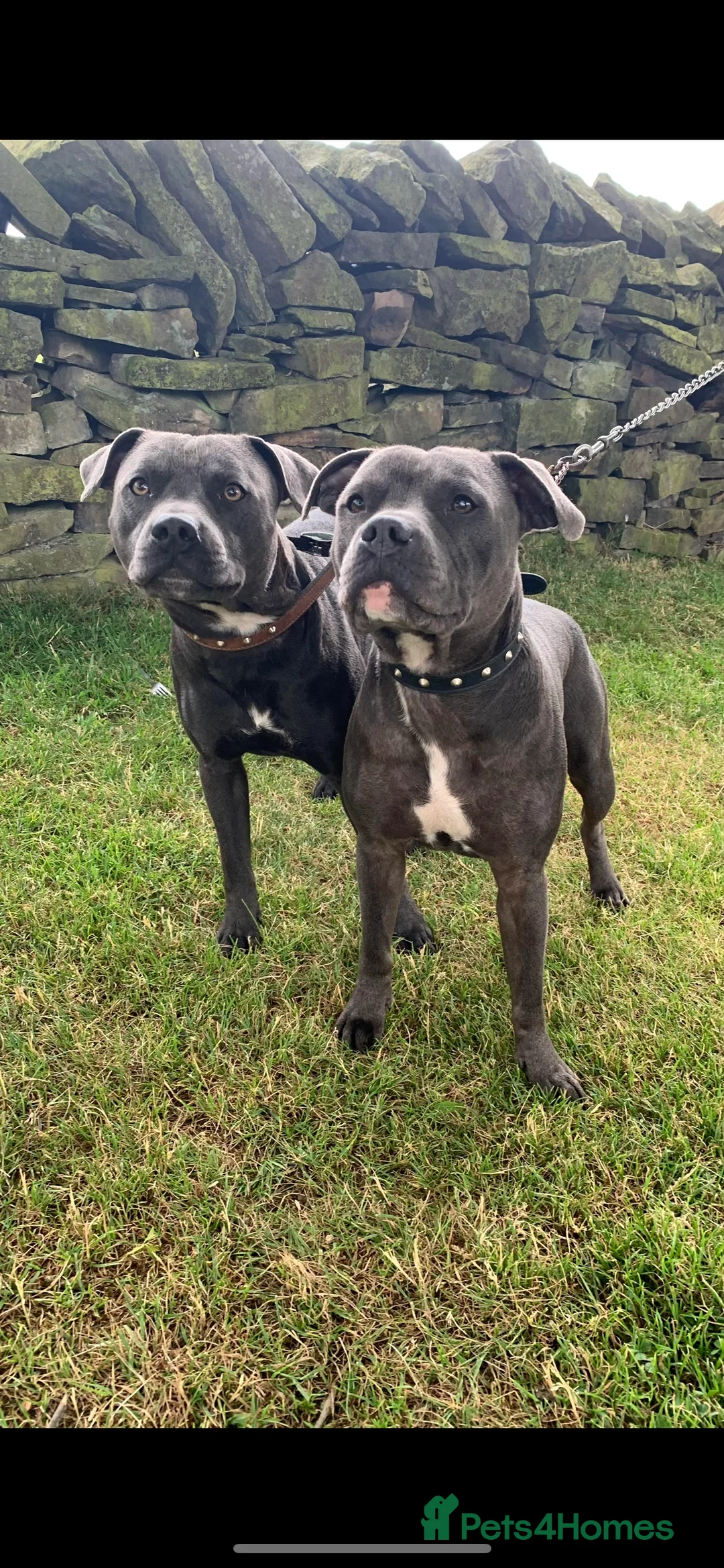 Staffordshire Bull Terrier dogs for stud: KC registered Staffy for Stud in Holmfirth - Advert 6