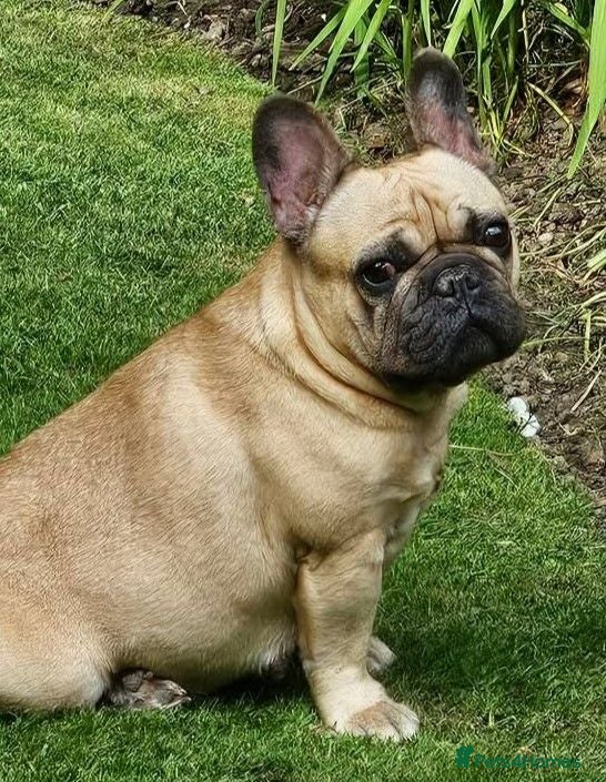 French Bulldog dogs KC QUALITY PUPPIES - Advert 1