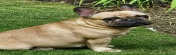 French Bulldog dogs for sale: KC QUALITY PUPPIES - Advert 7
