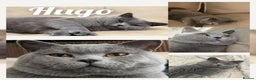 British Shorthair cats for stud: British shorthair for stud  - Advert 1