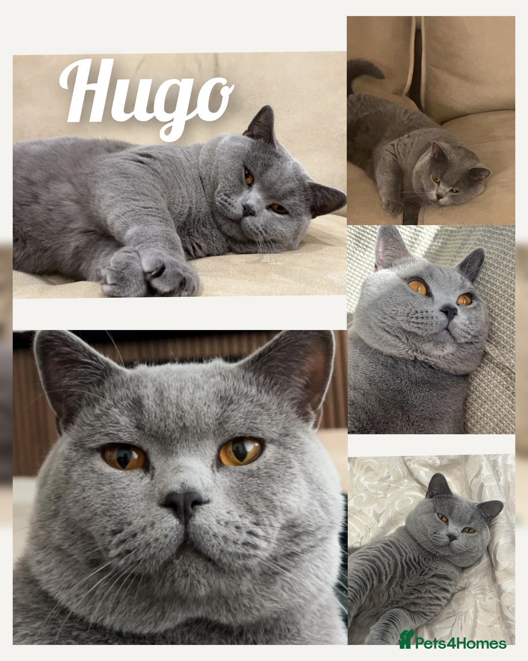 British Shorthair cats for stud: British shorthair for stud  - Advert 1