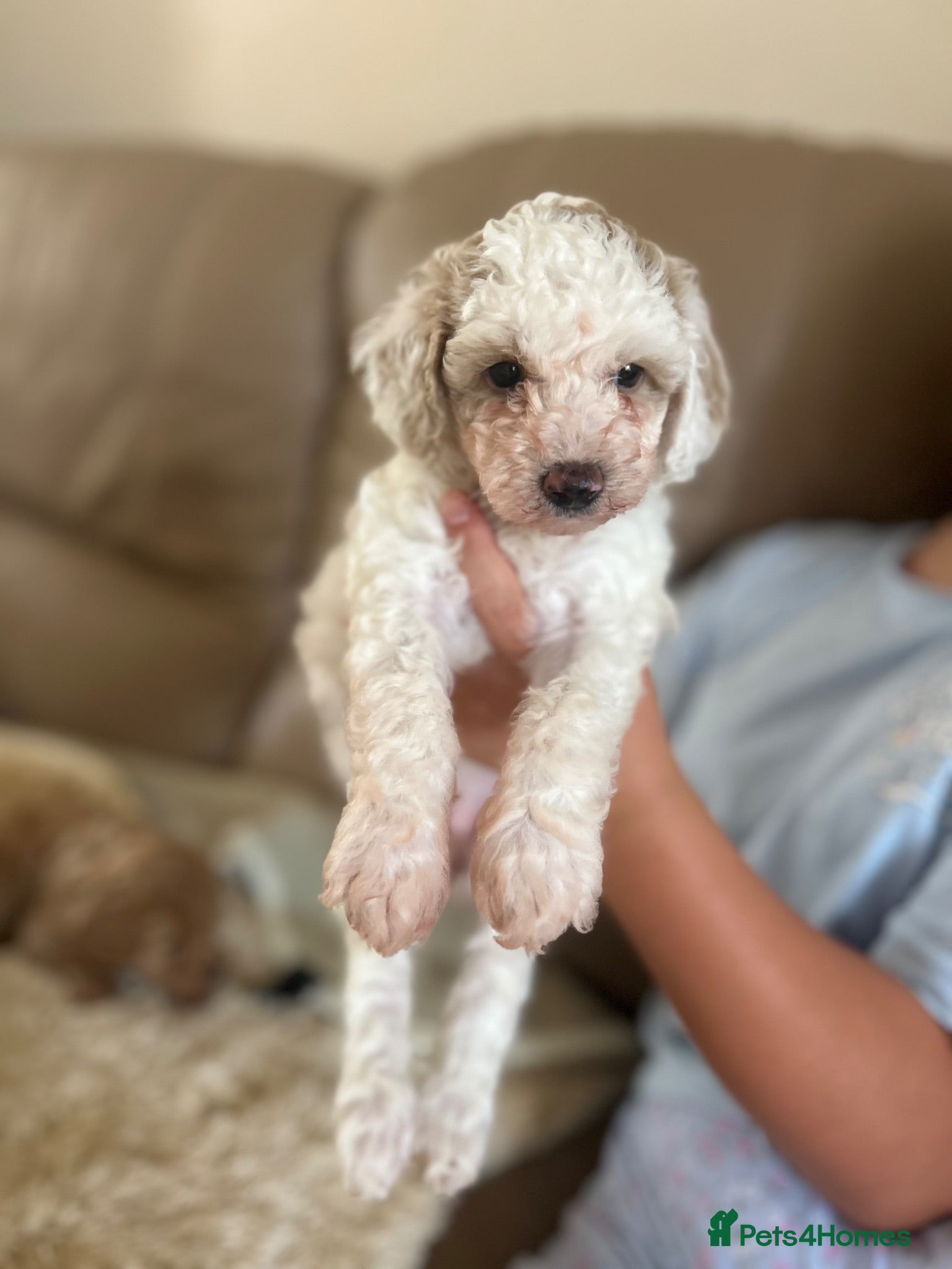 Maltipoo dogs Quality Maltipoo puppy’s girl available  - Advert 8