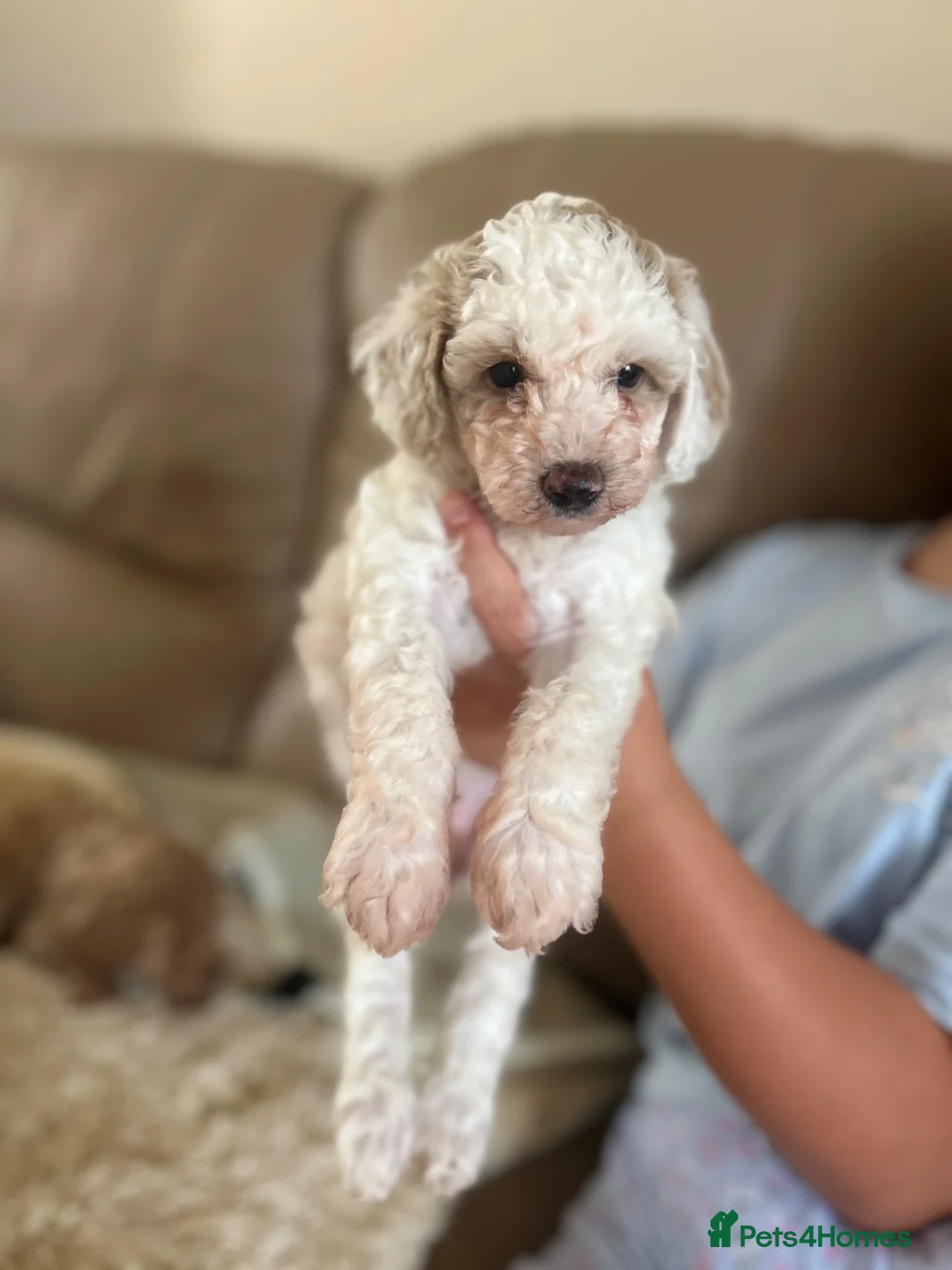 Maltipoo dogs for sale: Quality Maltipoo puppy’s  - Advert 21