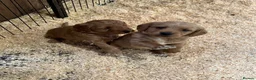 Labradoodle dogs for sale: Miniature Labradoodle Puppies - Advert 13