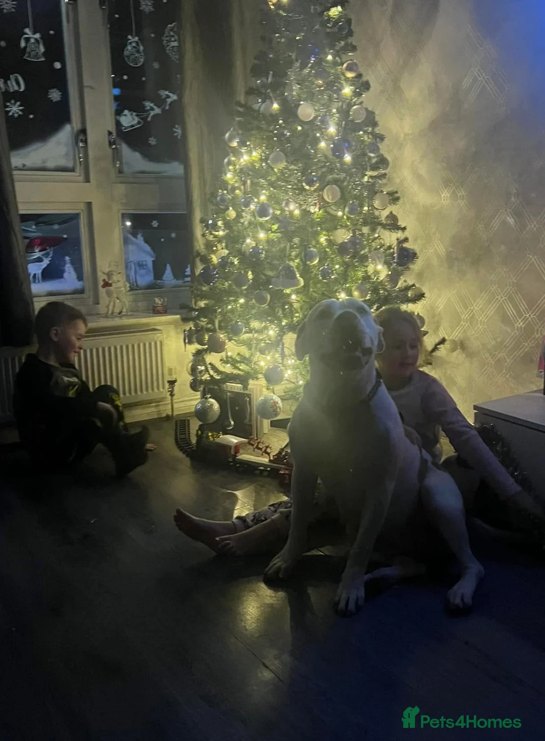 American Bulldog dogs for sale: REHOMING -Lucky  - Advert 5