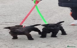 Mixed Breed dogs for sale: Working lakeland x Patterdale  - Image 2