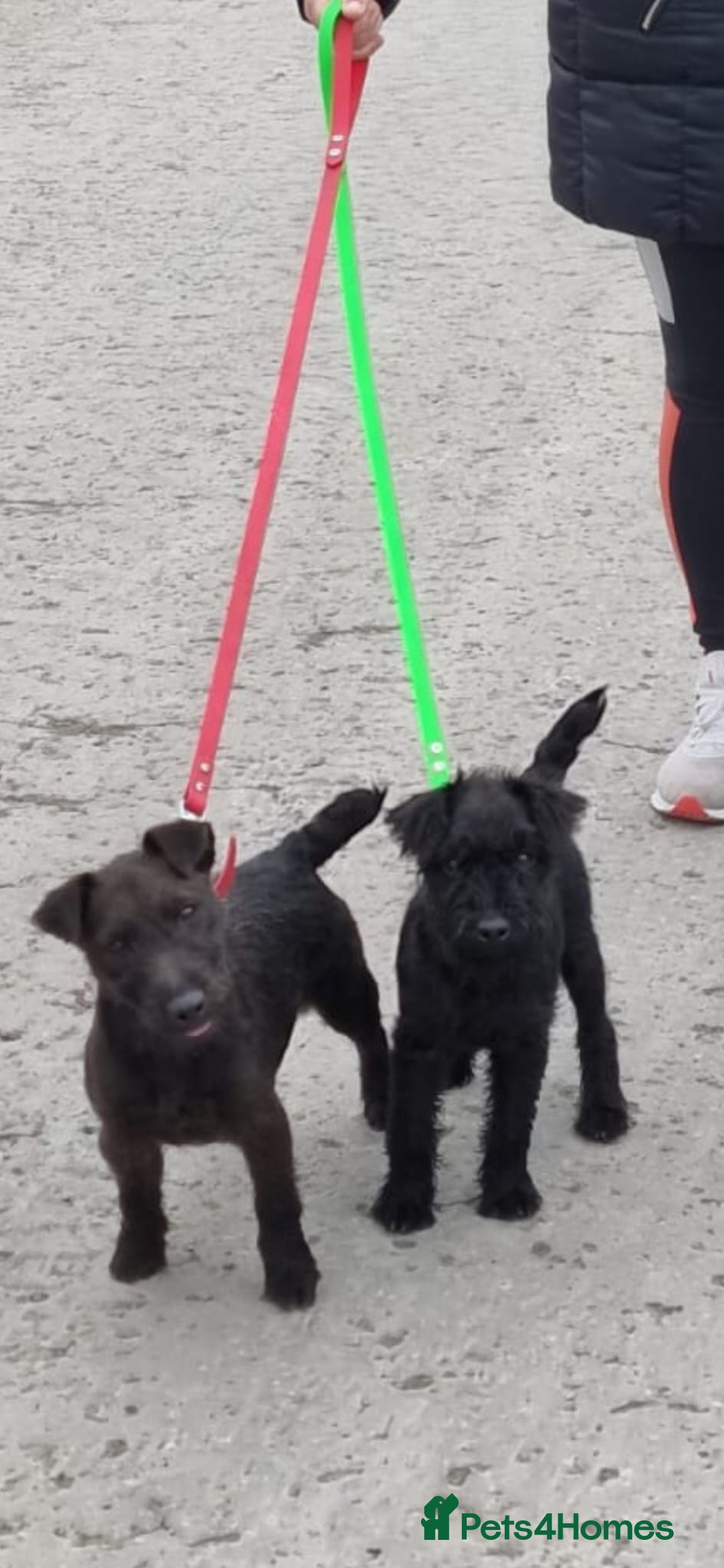 Mixed Breed dogs for sale: Working lakeland x Patterdale  - Image 2