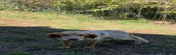 English Setter dogs for adoption: Nacho in Tonypandy - Advert 3