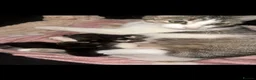 Mixed Breed cats for sale: 3 beautiful kittens for sale  - Advert 1