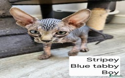 Sphynx cats for sale: REDUCED Ready now qualityTica Canadian kittens - Image 14
