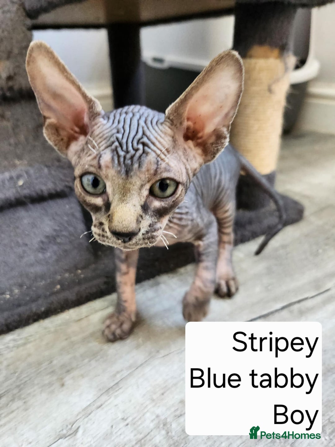 Sphynx cats for sale: REDUCED Ready now qualityTica Canadian kittens - Image 14