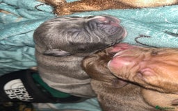 American Bull Staffy dogs for sale: Beautiful American bulldog x staff puppies   - Image 35