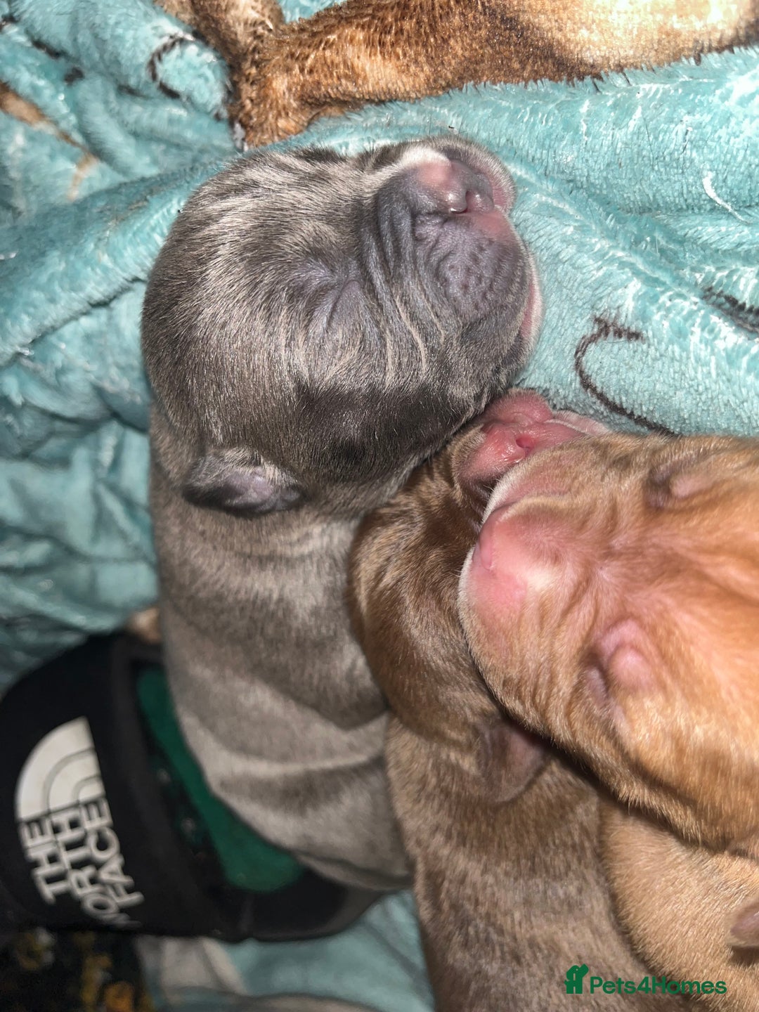 American Bull Staffy dogs for sale: Beautiful American bulldog x staff puppies   - Image 35