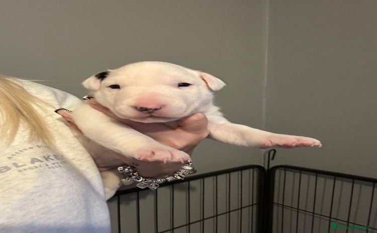 English Bull Terrier dogs - Advert 3