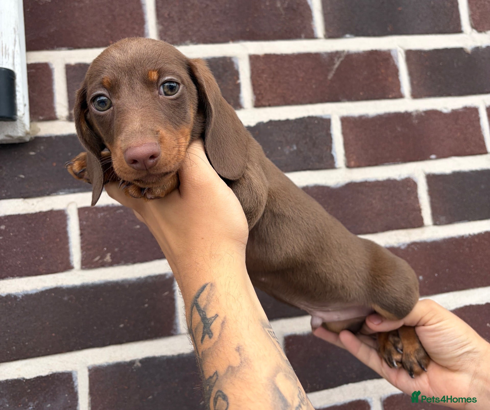 Dachshund dogs Ready to leave daschund puppy  - Advert 1