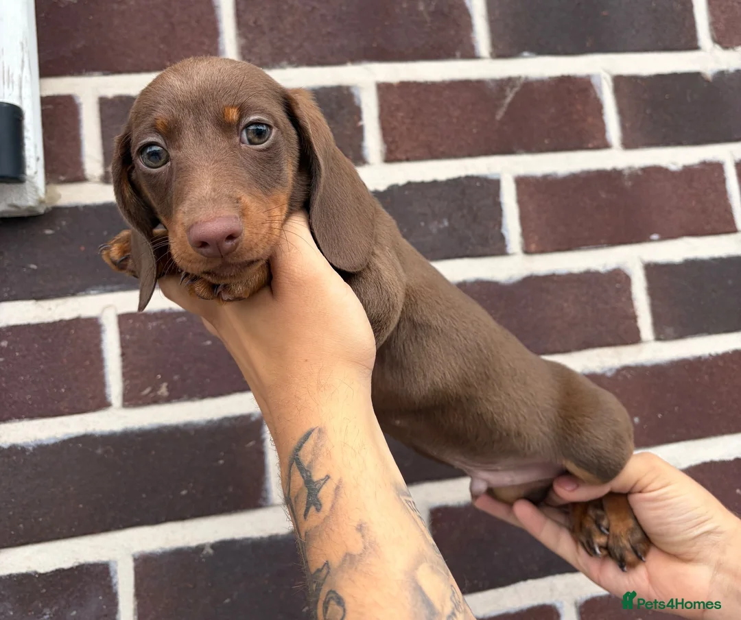 Dachshund dogs for sale: Ready to leave daschund puppy  in Salford - Advert 1