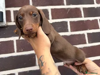 Dachshund dogs Ready to leave daschund puppy - Advert 1