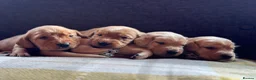 Golden Retriever dogs for sale: Beautiful Deep Golden Dark Retriever Puppys in Sleaford - Advert 3