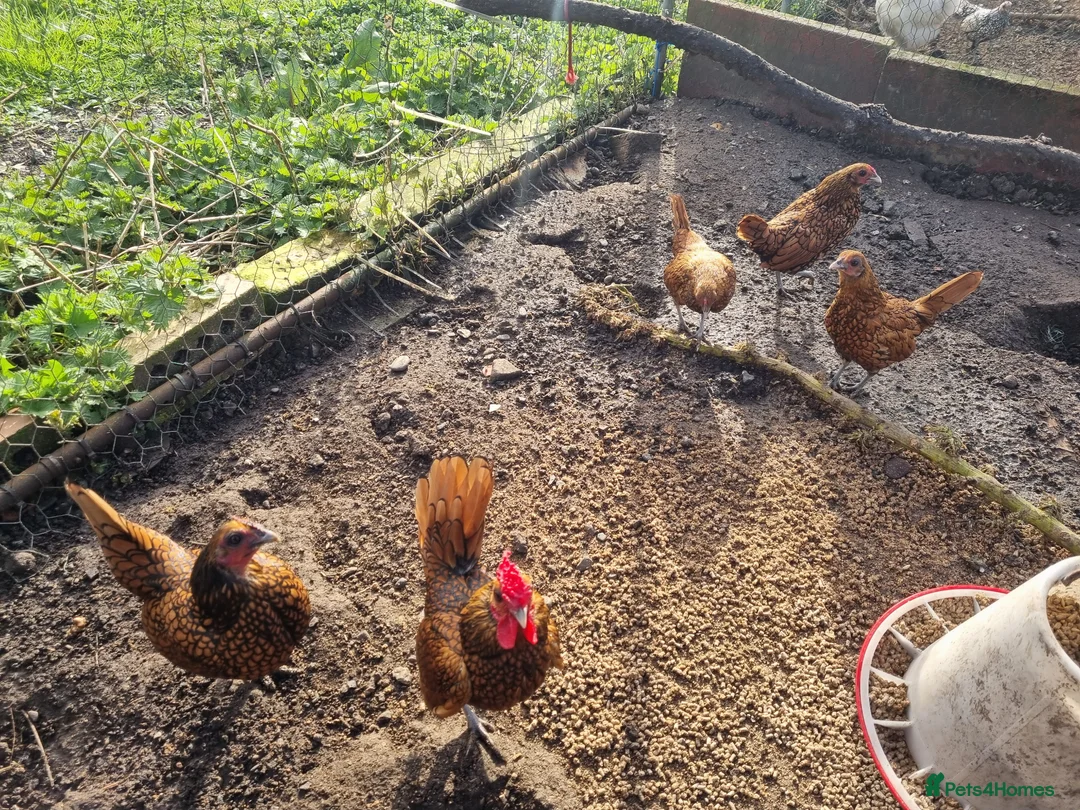 Chickens poultry for sale: 6 x Gold Sebright Hatching Eggs - Advert 2
