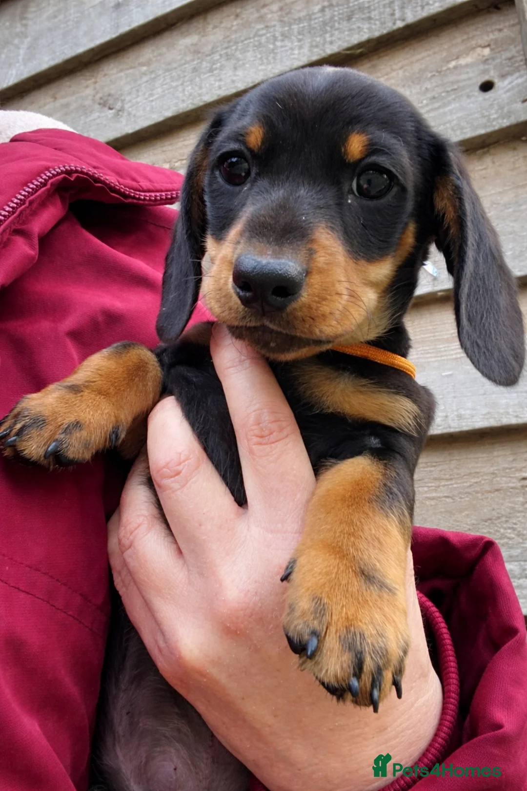 Miniature Dachshund dogs for sale: SOLD SOLD  Miniature Smooth Dachshund Puppues - Advert 1