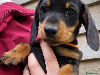 Miniature Dachshund dogs READY NOW Miniature Smooth Dachshund Boy Puppy - Advert 11