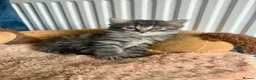 British Longhair cats for sale: Long hair kittens - Advert 4