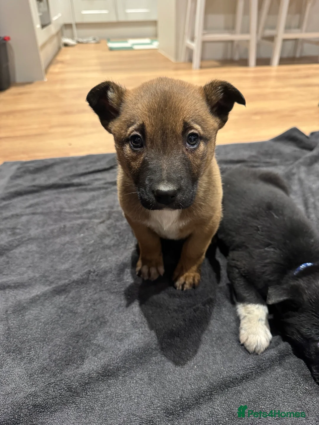 Mixed Breed dogs for sale: READY NOW Border Collie x Belgian Malinois Pups - Advert 4