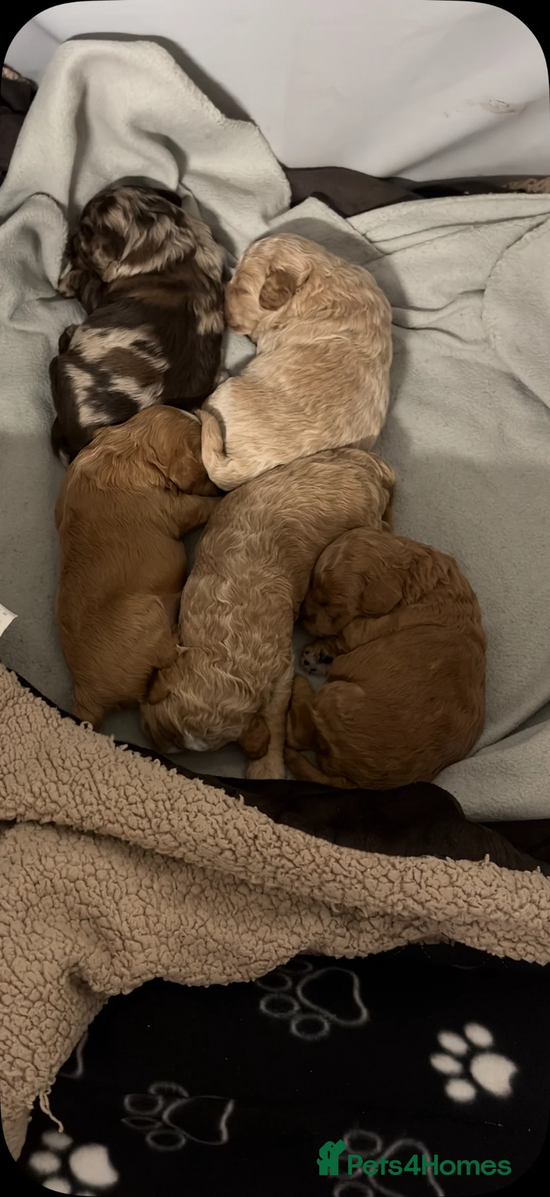 Cockapoo dogs for sale: Cockapoos  - Advert 2