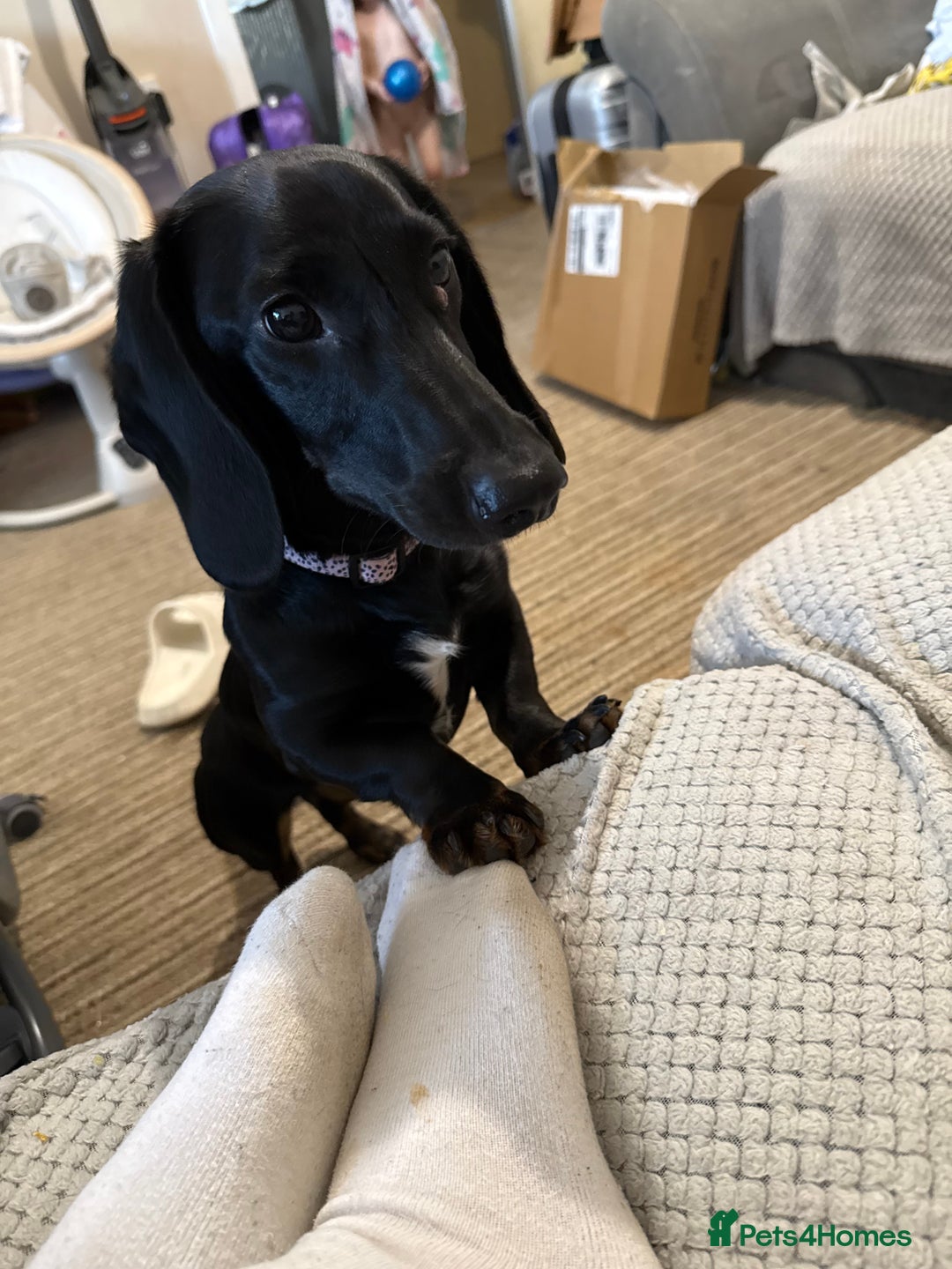 Dachshund dogs for sale: 7 month old  - Advert 11