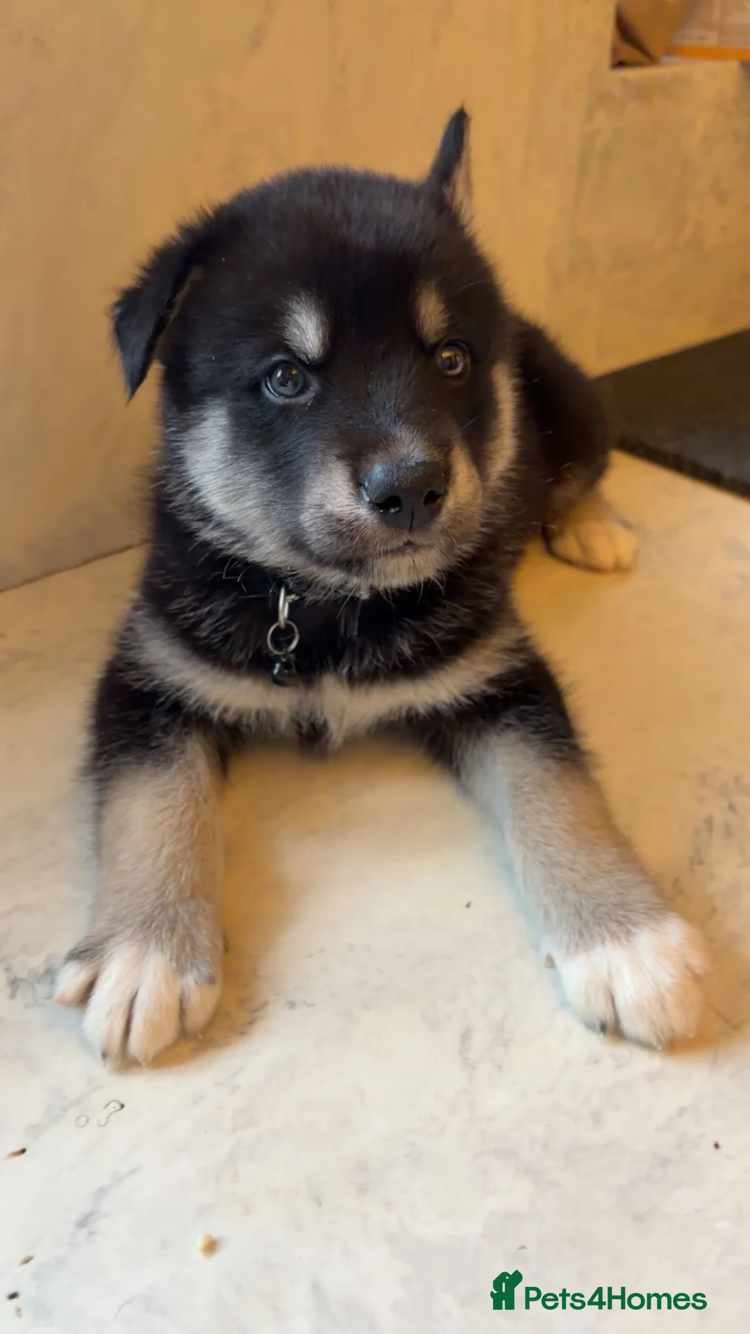 Northern Inuit dogs for sale: Northern Innuit puppies for sale  - Advert 18