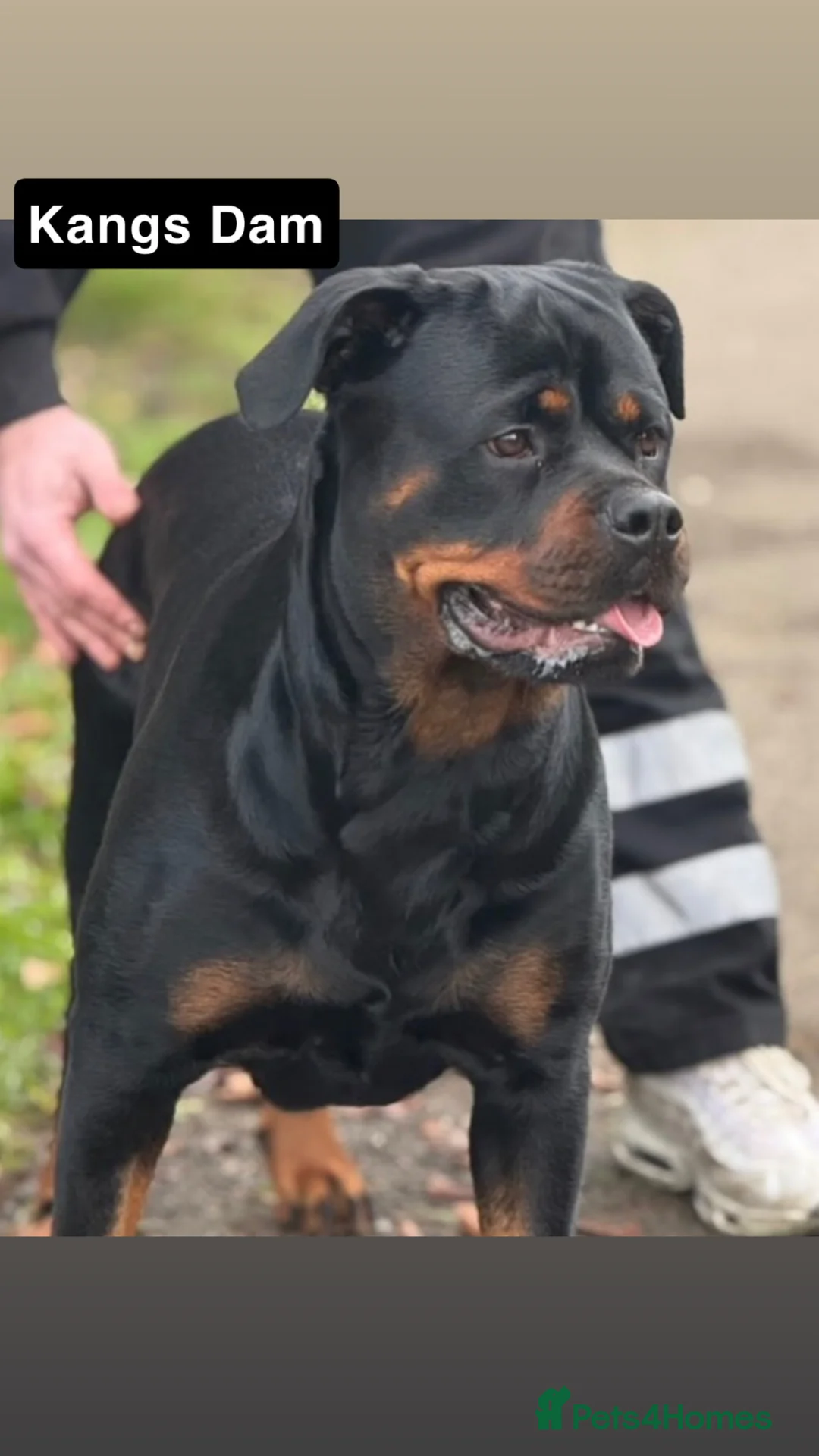 Rottweiler dogs for stud: HUGE KC REG HEALTH TESTED MALE, CHAMPION BLOODLINE - Advert 12