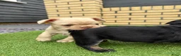 French Bulldog dogs for sale: Stunning French Bulldog Puppies in Norwich - Advert 14