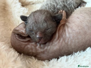 Devon Rex cats Devon Rex Kittens –GCCF Last kitten available BOY - Advert 1