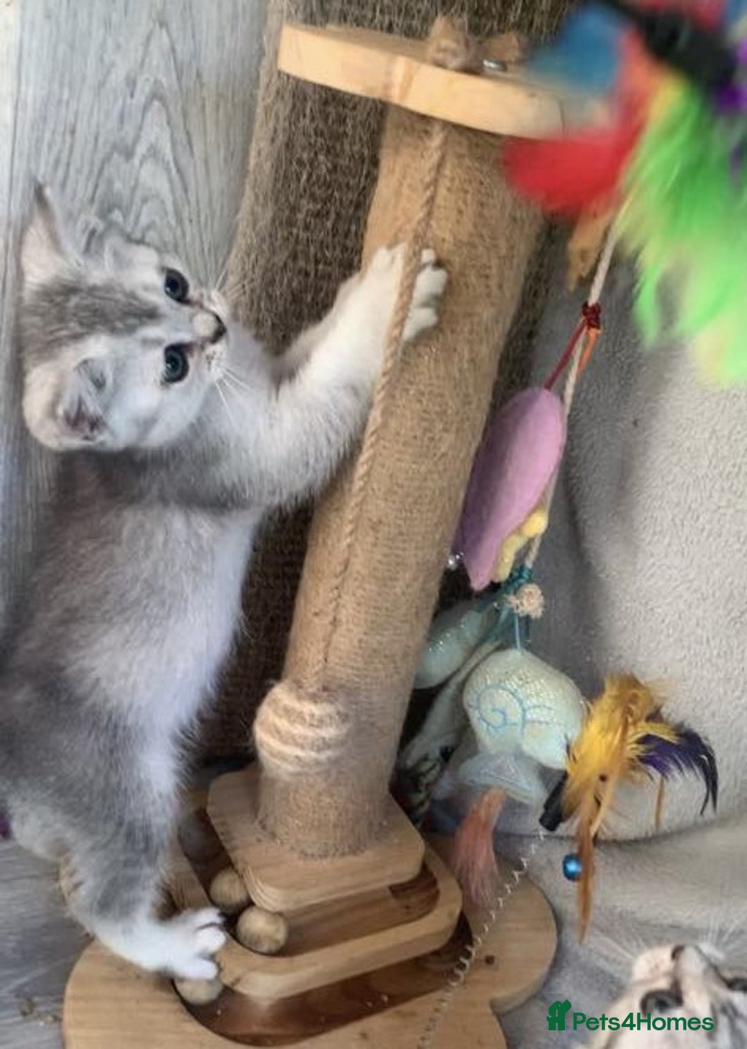 British Shorthair cats for sale: BSH quality Silvers - Image 11