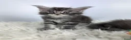 Maine Coon cats for sale: ✨7 Gorgeous Pure Breed Maine Coon Kittens✨ - Advert 20