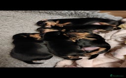 Yorkshire Terrier dogs for sale: YORKSHIRE TERRIER PUPPIES with OWN VET HEALTH CERT - Image 18