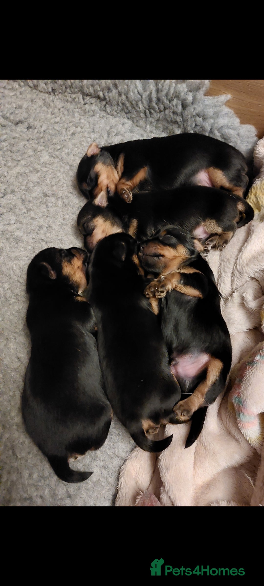 Yorkshire Terrier dogs for sale: YORKSHIRE TERRIER PUPPIES with OWN VET HEALTH CERT - Image 18