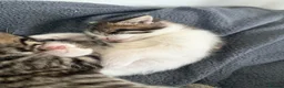 British Longhair cats for sale: 2 fluffy female kittens - Advert 7