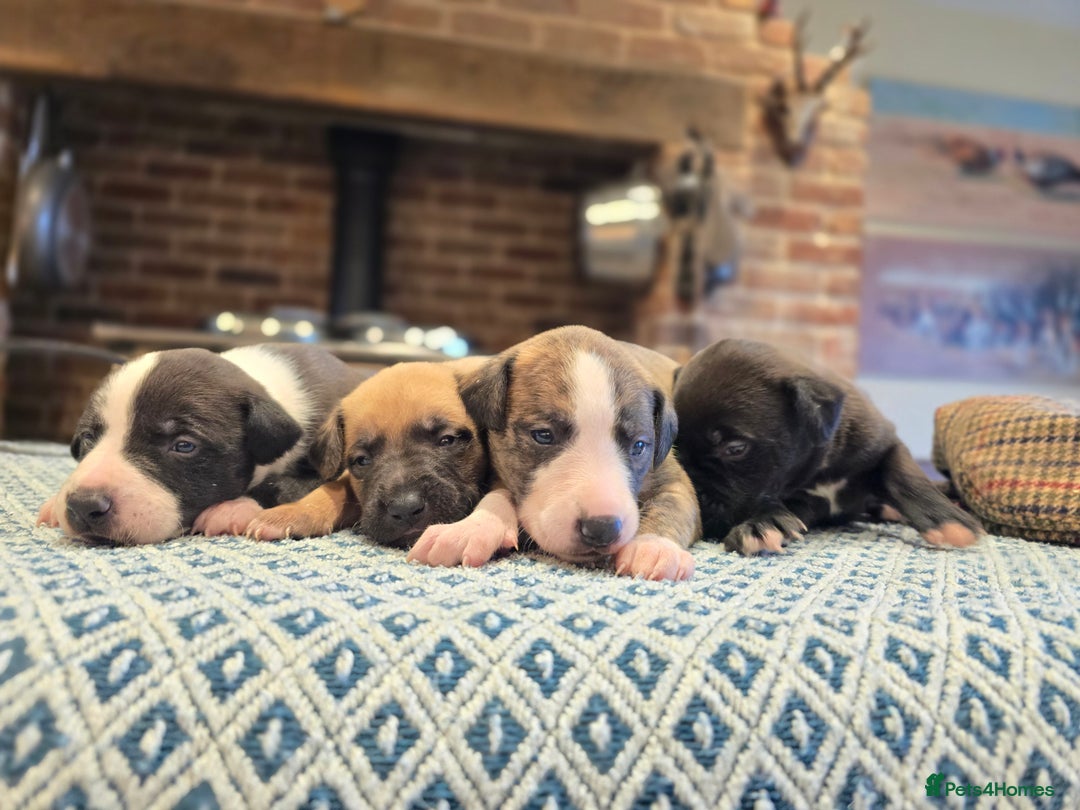 Whippet dogs for sale: Whippet litter.  One male left (badger) - Advert 14