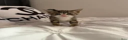 Mixed Breed cats for sale: kittens for sale  - Advert 4