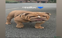 English Bulldog dogs for sale: English bulldog puppies  - Image 11