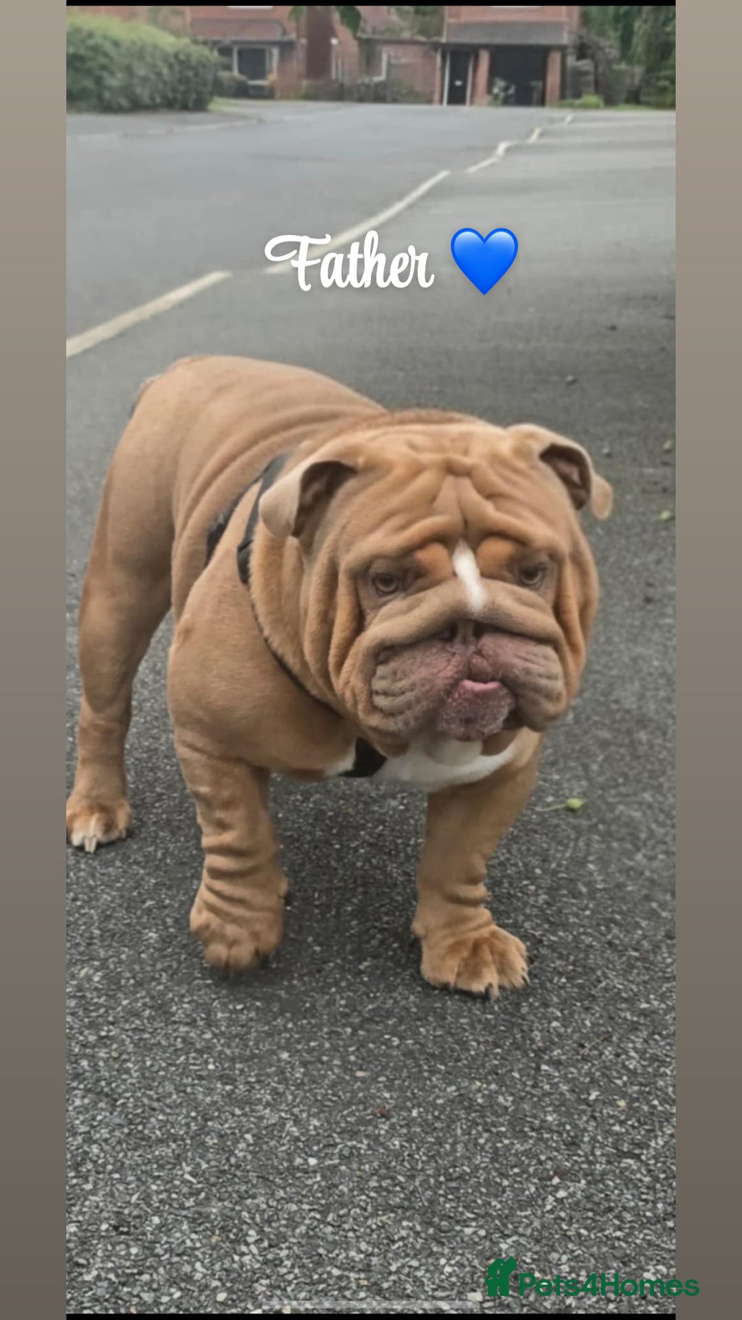 English Bulldog dogs for sale: English bulldog puppies  - Image 11