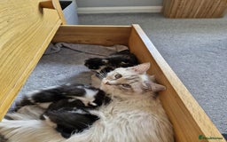 Mixed Breed cats for sale: Rag doll mixed breed kittens for sale - Image 2