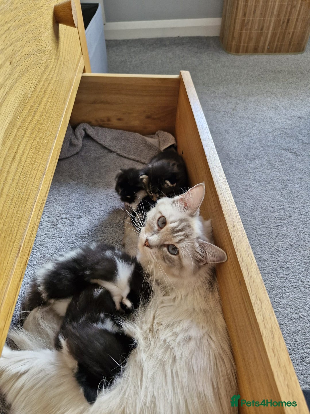 Mixed Breed cats for sale: Rag doll mixed breed kittens for sale - Image 2